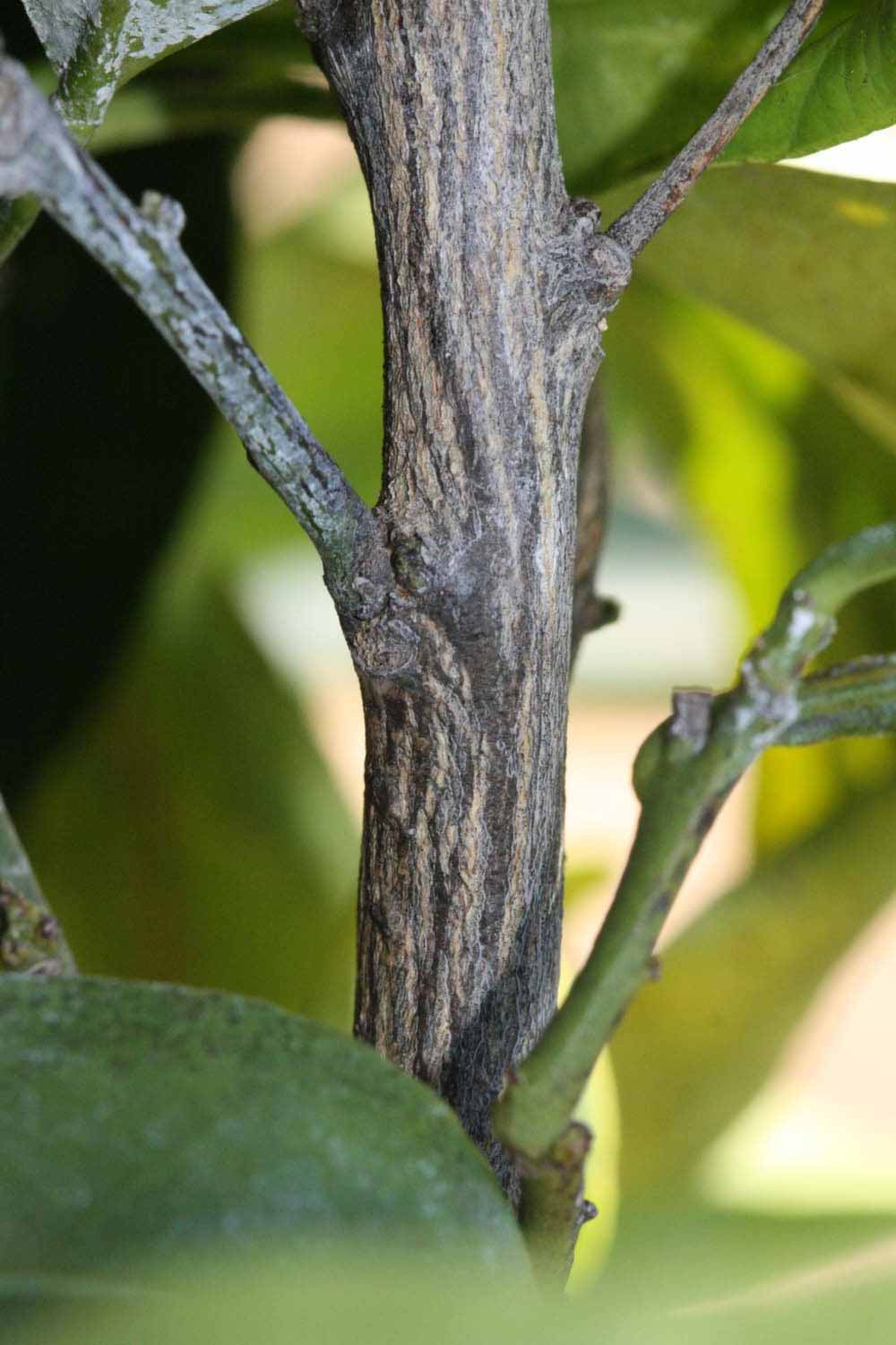              Second - third year twig (Riverside, CA)       